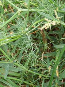 Anthemis cotula